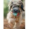 Lot de 4 balles de tennis pour chien - Pet PLAY