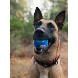 Lot de 4 balles de tennis pour chien - Pet PLAY