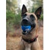 Lot de 4 balles de tennis pour chien - Pet PLAY