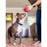 Jouet distributeur de friandises pour chien - Wobble Ball rouge - Pet PLAY